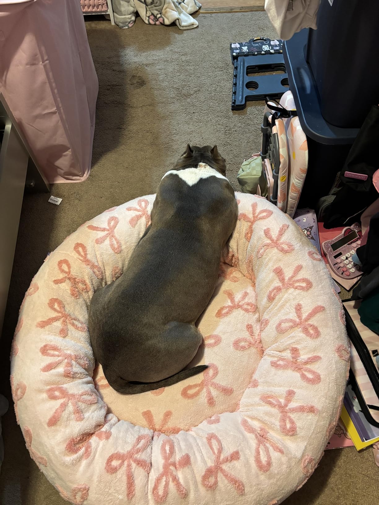 Review by Anthony Garcia